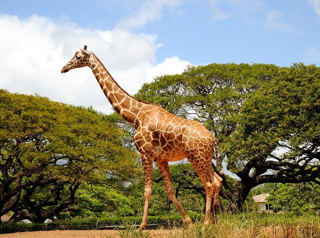 there are no giraffes in ghana