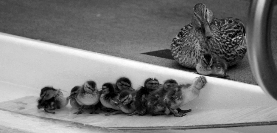 Flexible Leadership: How to Stop Managing and Start Facilitating