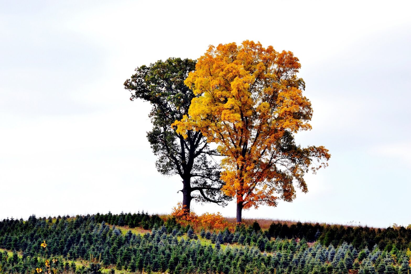 Ignoring Soft Skills Training Could Be Costing Your Business Millions