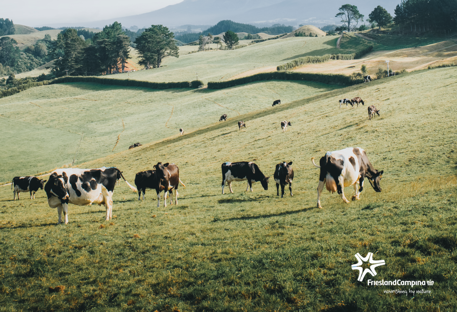 Bringing Leadership Strategy to Life through Authentic Communication at FrieslandCampina